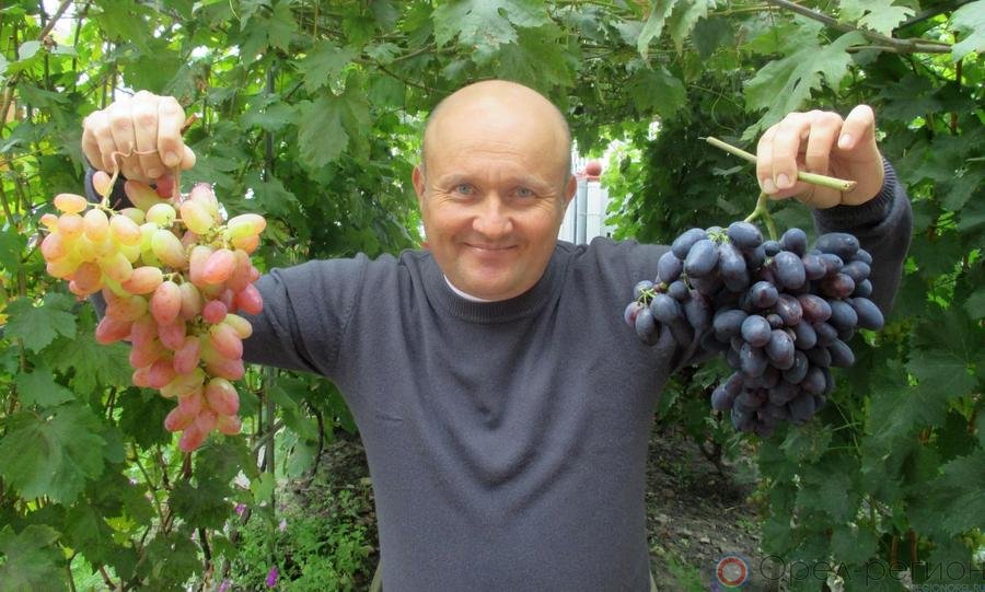 Орловец Юрий Голопятов выращивает на своём приусадебном участке свыше 50 сортоввинограда