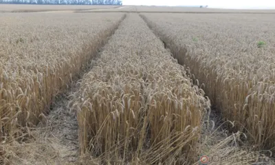 Сбережём урожай от огня, соблюдая правила безопасности!