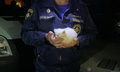 Орловские спасатели продолжают помогать попавшим в беду котам