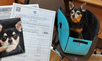 За 8 месяцев оформлены документы на вывоз из Орловской области 34 животных-компаньонов