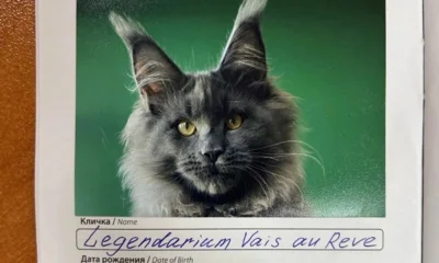 Шесть питомцев из Орловской области получили сертификаты на выезд за границу