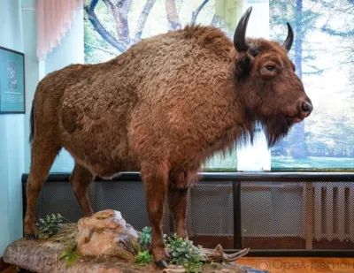 Орловскому краеведческому музею передали зубра