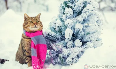 Орловцев в ближайшие дни ждёт умеренный снег и ветер