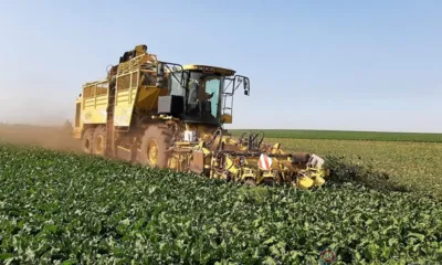В Орловской области приступили к уборке сахарной свёклы и гречихи
