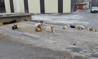 В Орле возбуждено уголовное дело по фактам нападения собак на людей