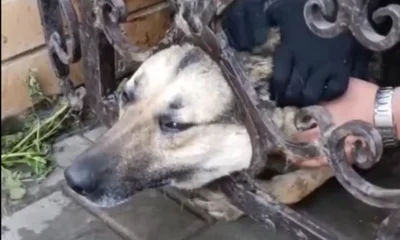 Орловские спасатели освободили собаку от металлических оков