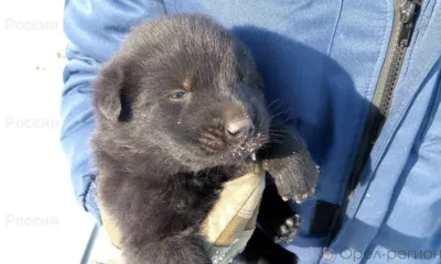 Под Орлом спасены пятеро щенят