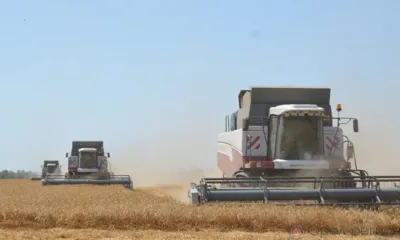 В Орловском муниципальном округе пройден экватор по уборке урожая озимой пшеницы