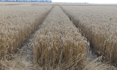 На Орловщине собрали более 2,3 млн тонн пшеницы