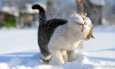 Орловщина готовится к встрече с циклоном «Ольга»