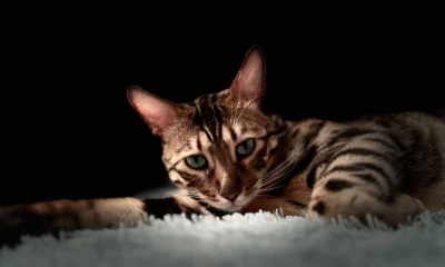 Из Орловской области за границу вывезли 15 домашних животных