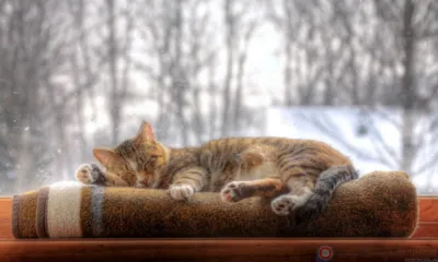 На Орловщине на несколько дней установится спокойная погода