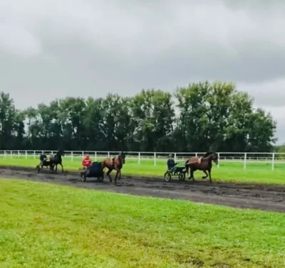 Фото 1. Жители Знаменского района приняли участие в конном празднике на Злынском конезаводе