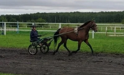 Жители Знаменского района приняли участие в конном празднике на Злынском конезаводе