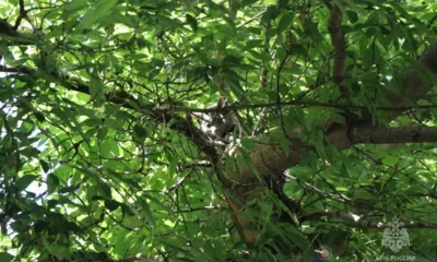 В Орле котёнку и собаке потребовалась помощь спасателей