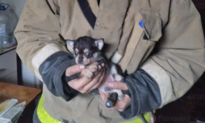 Орловские пожарные спасли из горящего дома 10 щенят