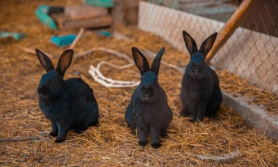70-летний орловец украл породистых кроликов