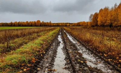 На Орловщине из-за дождей введён режим ЧС в агропромышленном комплексе