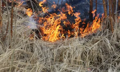 В Орле зафиксирован первый в 2022 году случай горения травы