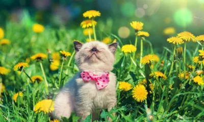 Орловцам пообещали жаркую рабочую неделю