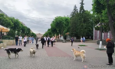 Стаи бездомных агрессивных собак во многих населённых пунктах Орловщины стали уже привычной картиной