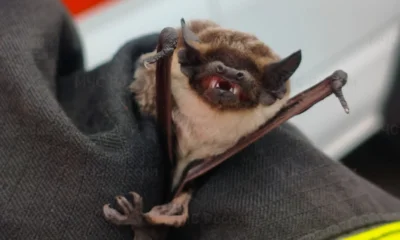 В Орле спасатели поймали летучую мышь и уничтожили осиное гнездо