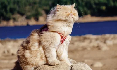 Сильный ветер задержится на Орловщине ещё на сутки