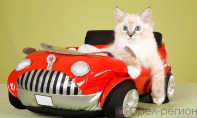 В Орле 9 и 10 сентября будет изменена схема движения рядом с Богоявленским собором