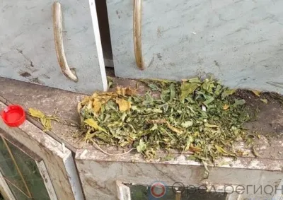 В Кромском районе мужчина вырастил на приусадебном участке наркосодержащее растение