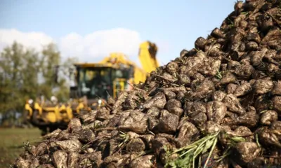 На Орловщине планируется заготовить более 2 млн тонн сахарной свёклы