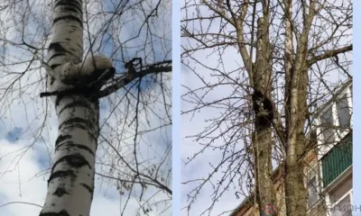 Орловские спасатели два раза выезжали на помощь кошкам, забравшимся на деревья