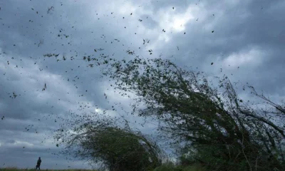 МЧС предупреждает орловцев о сильном ветре