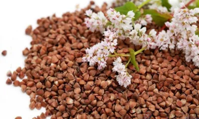 В этом году Орловская область вошла в число лидеров по сбору гречихи