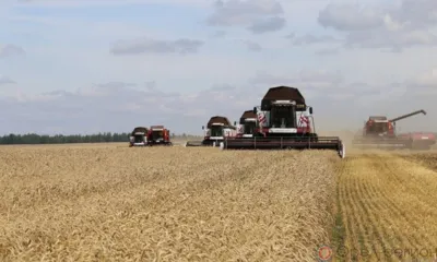 На Орловщине намолочено 4 млн тонн зерновых