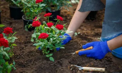 В горпарке Орла появится «Розарий доброты»