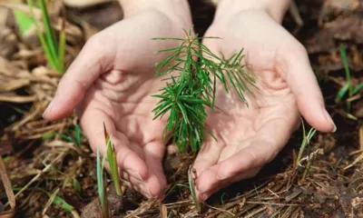 Орловщина вошла в число 20 регионов РФ с лучшим качеством лесной охраны