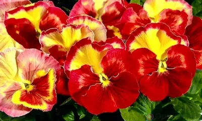 Клумбы Орла весной украсят тысячи виол и цинерарий