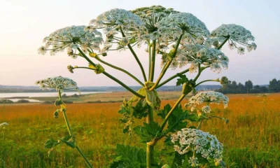 Борщевик, золотарник и люпин признаны чужеродными на Орловщине