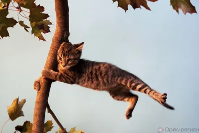 Ветреная погода на Орловщине сохранится в течение дня