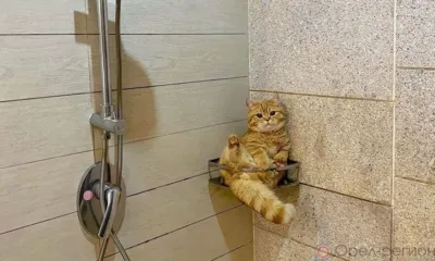 Орловцев сегодня вновь оставят без горячей воды