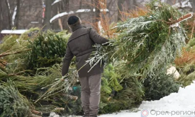 Орловцы смогут сдать новогодние ёлки на переработку
