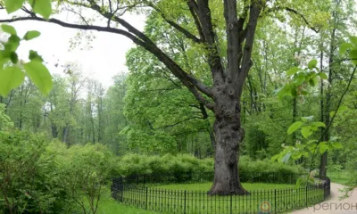 Тургеневский дуб представляет Россию на престижном международном конкурсе «Европейское дерево года-2022»