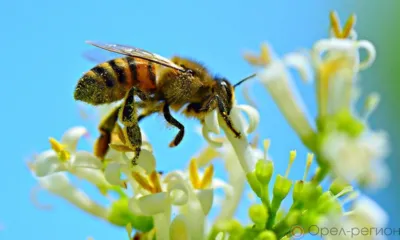 Это делают даже пчёлы