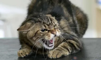 В Орле кошка напала на человека