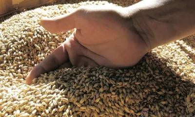 Орловские аграрии намолотили 1,4 миллиона тонн зерна