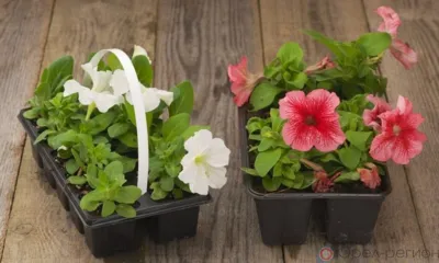 На рынке в Покровском районе торговали цветочной рассадой с нарушением законодательства