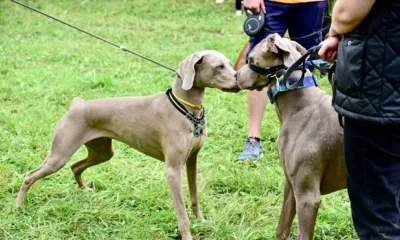 Под Орлом проходит IV охотничий фестиваль «Записки охотника»