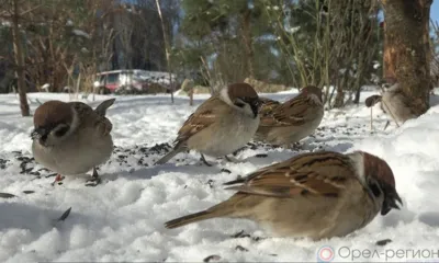 На Орловщине поселились 100 видов воробьёв