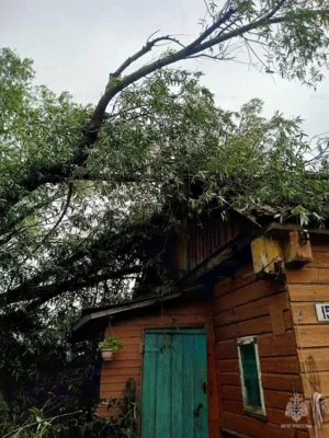 Фото 1. В Хомутово из-за сильного ветра дерево упало на жилой дом