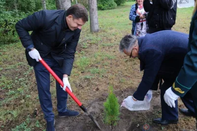 В Дмитровске высадили молодые туи на новой памятной аллее